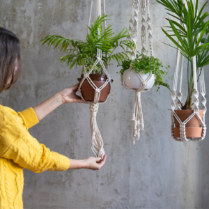 plantas para combater o estresse.